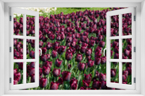 Fototapeta Naklejka Na Ścianę Okno 3D - Tulip and spring flowers during the tulip festival