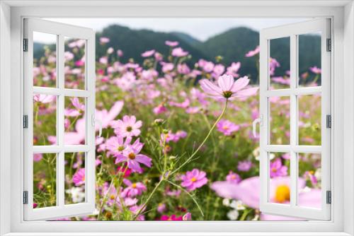 Fototapeta Naklejka Na Ścianę Okno 3D - Pink and red cosmos flowers garden