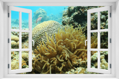 Fototapeta Naklejka Na Ścianę Okno 3D - divers underwater landscape