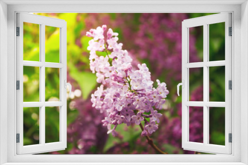 Fototapeta Naklejka Na Ścianę Okno 3D - Beautiful branch of blooming lilac close-up.