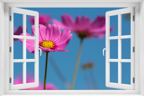 Fototapeta Naklejka Na Ścianę Okno 3D - Beautiful pink flowers and Blue sky