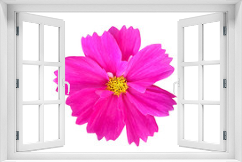 Fototapeta Naklejka Na Ścianę Okno 3D - Cosmos flower isolated on white background