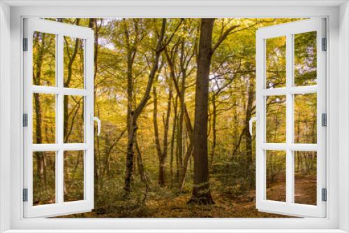 Fototapeta Naklejka Na Ścianę Okno 3D - Herbst Wald Bäume