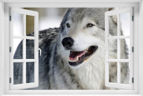 Fototapeta Naklejka Na Ścianę Okno 3D - Gray Wolf