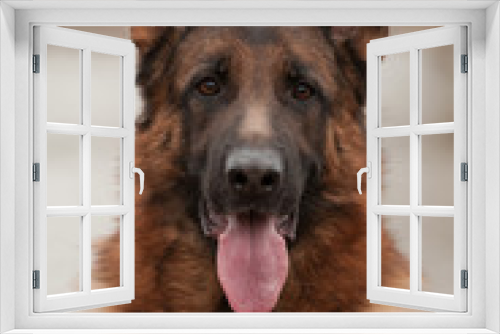 Fototapeta Naklejka Na Ścianę Okno 3D - Portrait of the german shepherd dog