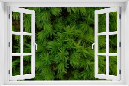 Fototapeta Naklejka Na Ścianę Okno 3D - Зелёная текстура из маленьких хвойный веточек растения