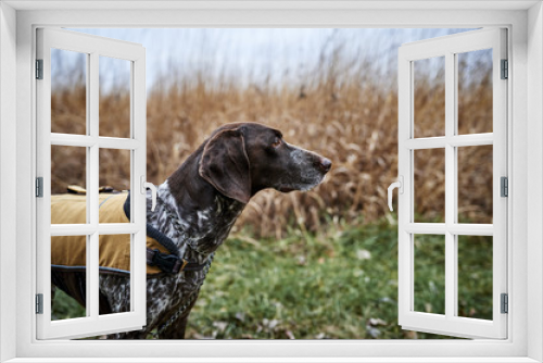 Fototapeta Naklejka Na Ścianę Okno 3D - profile of a hunting dog in a field