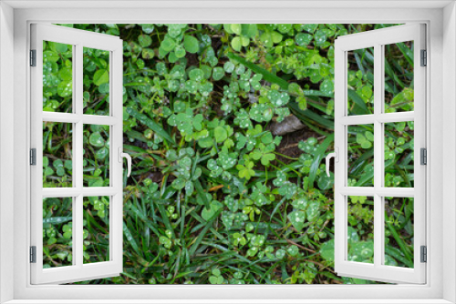 Fototapeta Naklejka Na Ścianę Okno 3D - Morning dew on clovers