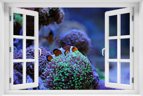 Fototapeta Naklejka Na Ścianę Okno 3D - Finding Nemo in coral reef aquarium
