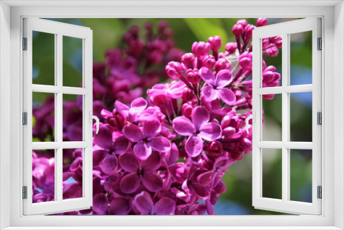 Fototapeta Naklejka Na Ścianę Okno 3D - Flieder lila 