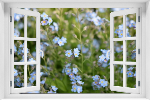 Fototapeta Naklejka Na Ścianę Okno 3D - blue flower