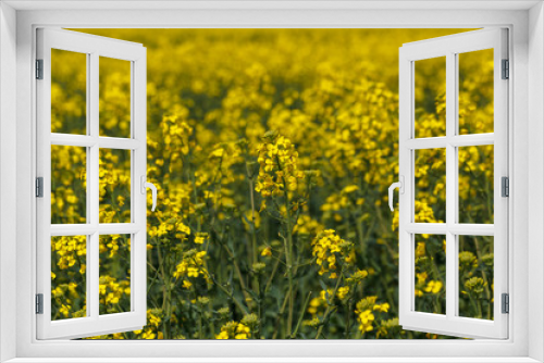 Fototapeta Naklejka Na Ścianę Okno 3D - Field of blossom colza.