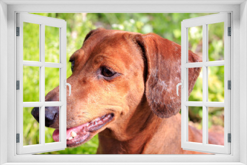 Fototapeta Naklejka Na Ścianę Okno 3D - Purebred dog Dachshund, a hunting breed. Dog German Dachshund red color.
