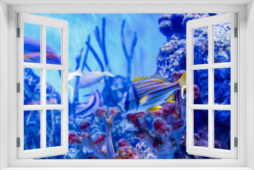 Fototapeta Naklejka Na Ścianę Okno 3D - Nice fish in blue water near rif