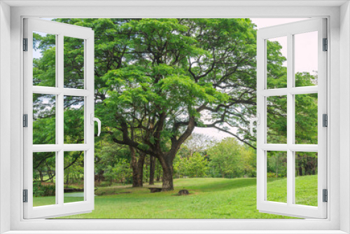 Fototapeta Naklejka Na Ścianę Okno 3D - Rain Tree in the park on a sunny day