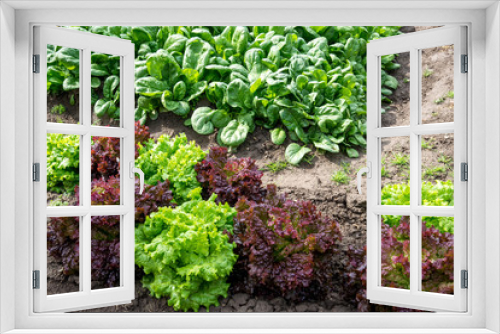 Fototapeta Naklejka Na Ścianę Okno 3D - Fresh Lollo Rosso Lettuce In The Garden