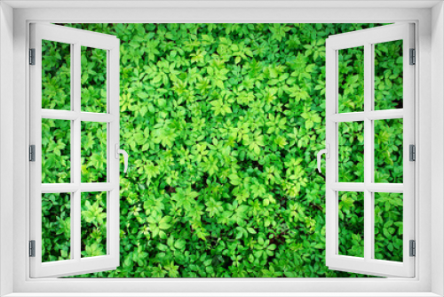 Fototapeta Naklejka Na Ścianę Okno 3D - Green leaf texture, background