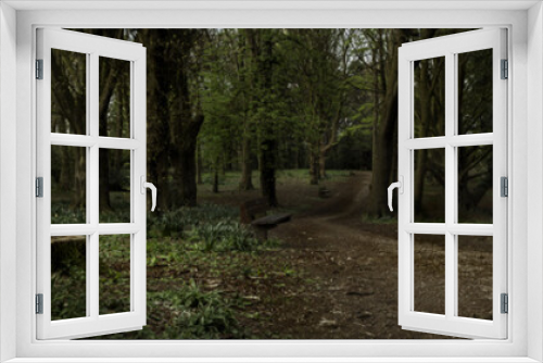 Fototapeta Naklejka Na Ścianę Okno 3D - woodland