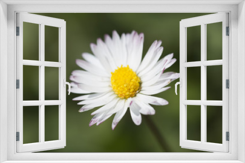 Fototapeta Naklejka Na Ścianę Okno 3D - .361/5000.Common white daisy photographed close up.