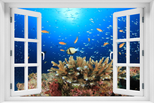 Fototapeta Naklejka Na Ścianę Okno 3D - Fish on ocean coral reef