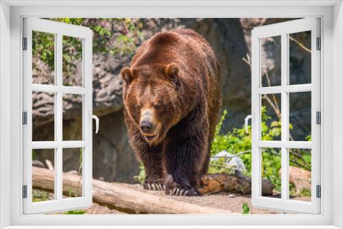 Fototapeta Naklejka Na Ścianę Okno 3D - A beautiful brown bear walks through the forest