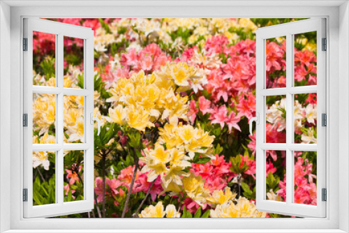 Fototapeta Naklejka Na Ścianę Okno 3D - flowerbed with yellow and orange flowers of rhododendron