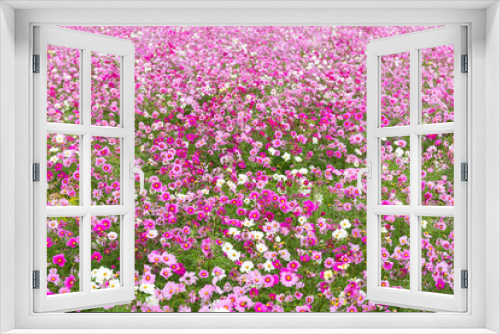 Fototapeta Naklejka Na Ścianę Okno 3D - Cosmos flower garden