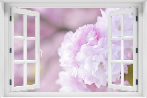 Fototapeta Naklejka Na Ścianę Okno 3D - 広島造幣局の八重桜
