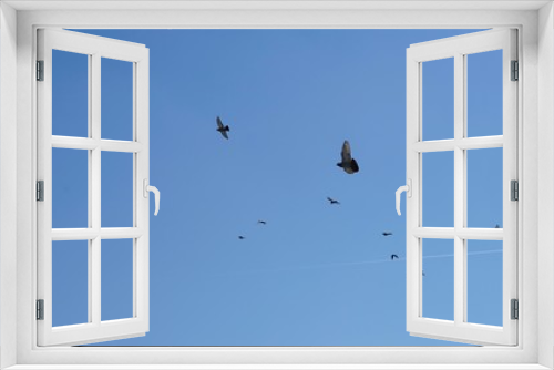 Fototapeta Naklejka Na Ścianę Okno 3D - Tauben-Schwarm im blauen Himmel