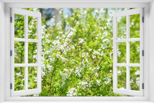 Fototapeta Naklejka Na Ścianę Okno 3D - 白い花を咲かせる雪柳
