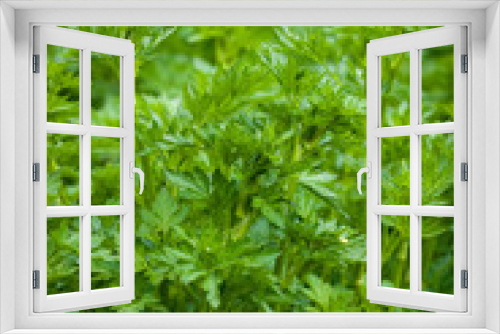 Fototapeta Naklejka Na Ścianę Okno 3D - Fresh green parsley