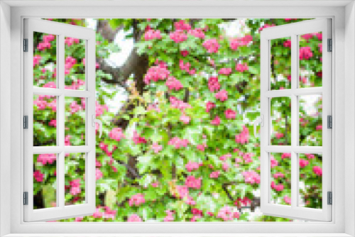 Fototapeta Naklejka Na Ścianę Okno 3D - Pink flowering crabapple tree