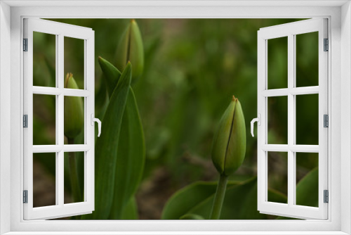 Fototapeta Naklejka Na Ścianę Okno 3D - Green leaves and a bud tulip close-up, floral spring or summer background