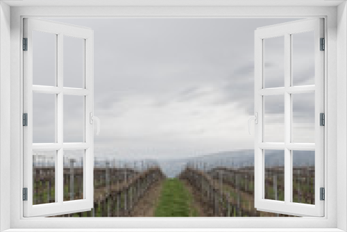 Fototapeta Naklejka Na Ścianę Okno 3D - Grape vines at a winery