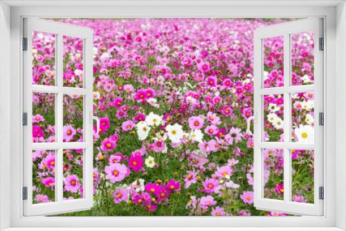 Fototapeta Naklejka Na Ścianę Okno 3D - Beautiful Cosmos flower garden