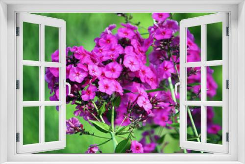 Fototapeta Naklejka Na Ścianę Okno 3D - Carnations flowers in sunshine.