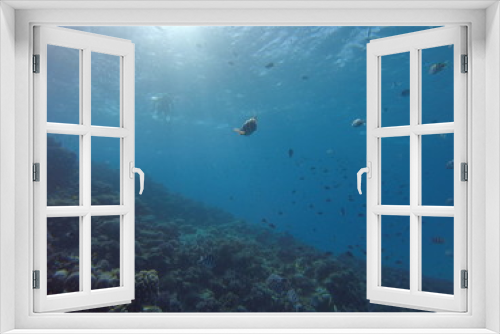 Fototapeta Naklejka Na Ścianę Okno 3D - Red sea, egypt, israel, recreation, karall reef, underwater fairy tale, diving, water wealth, fish, nature,