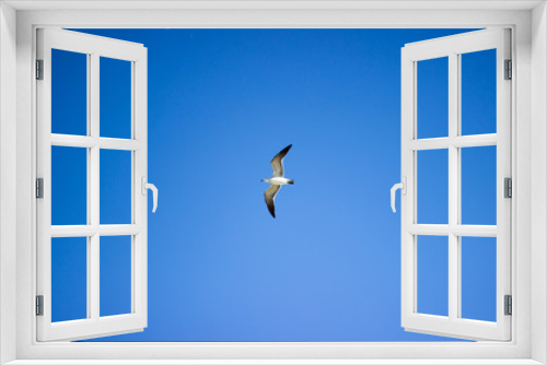 Fototapeta Naklejka Na Ścianę Okno 3D - Gull in Flight