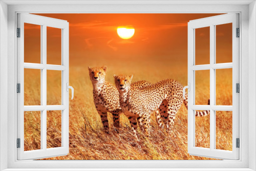 Fototapeta Naklejka Na Ścianę Okno 3D - Two cheetahs in the Serengeti National Park. Synchronous position .