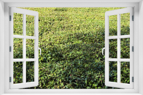 Fototapeta Naklejka Na Ścianę Okno 3D - Green Tea Plantation