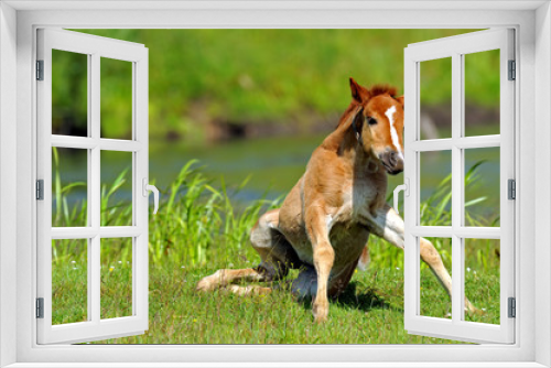Fototapeta Naklejka Na Ścianę Okno 3D - Horse