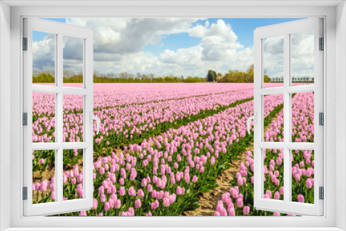 Fototapeta Naklejka Na Ścianę Okno 3D - Pink blossoming Dutch tulip fields in springtime