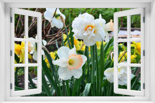 Fototapeta Naklejka Na Ścianę Okno 3D - Flowers narcissuses a grade terry blossom in the spring
