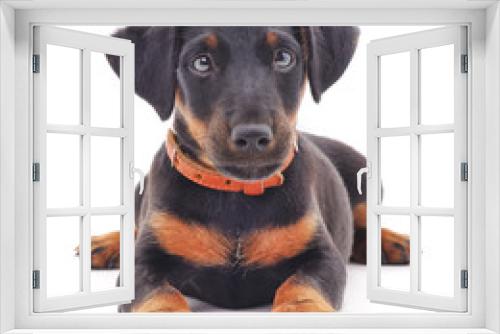 Fototapeta Naklejka Na Ścianę Okno 3D - Little dog.
