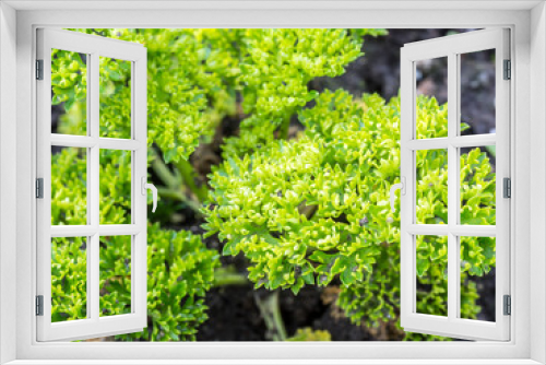 Fototapeta Naklejka Na Ścianę Okno 3D - frische Petersilie im Garten
