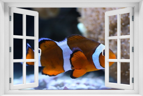 Fototapeta Naklejka Na Ścianę Okno 3D - Amphiprion percula. Aquarium fish amid coral
