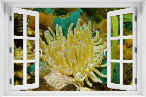 Fototapeta Naklejka Na Ścianę Okno 3D - Marine life sea anemone Condylactis gigantea underwater in the Caribbean sea
