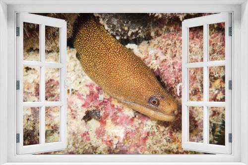 Fototapeta Naklejka Na Ścianę Okno 3D - Spotted goldentail moray eel peeks out from hole in the reef