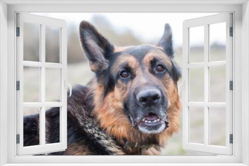 Fototapeta Naklejka Na Ścianę Okno 3D - German shepherd dog in sunny day