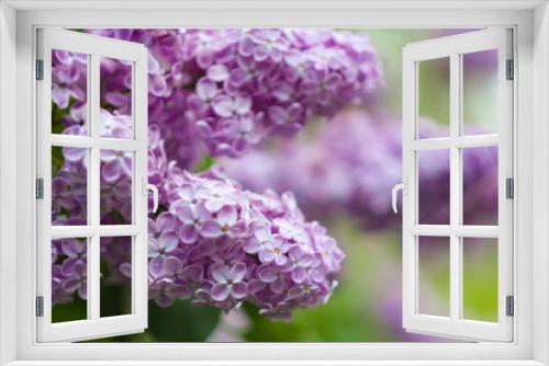 Fototapeta Naklejka Na Ścianę Okno 3D - Blossoming lilacs